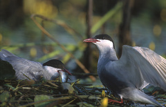 Whiskered Tern